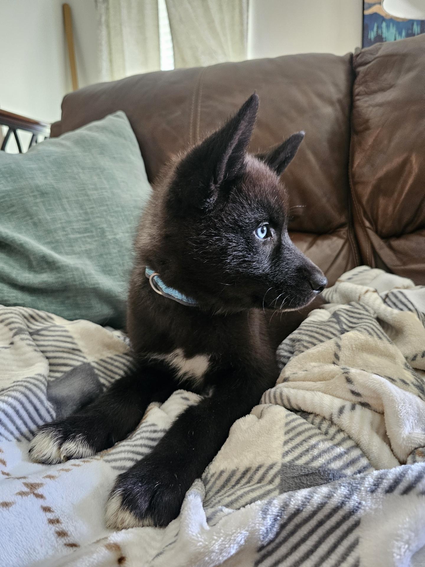 Denali, adopted, Puppy Male Husky.