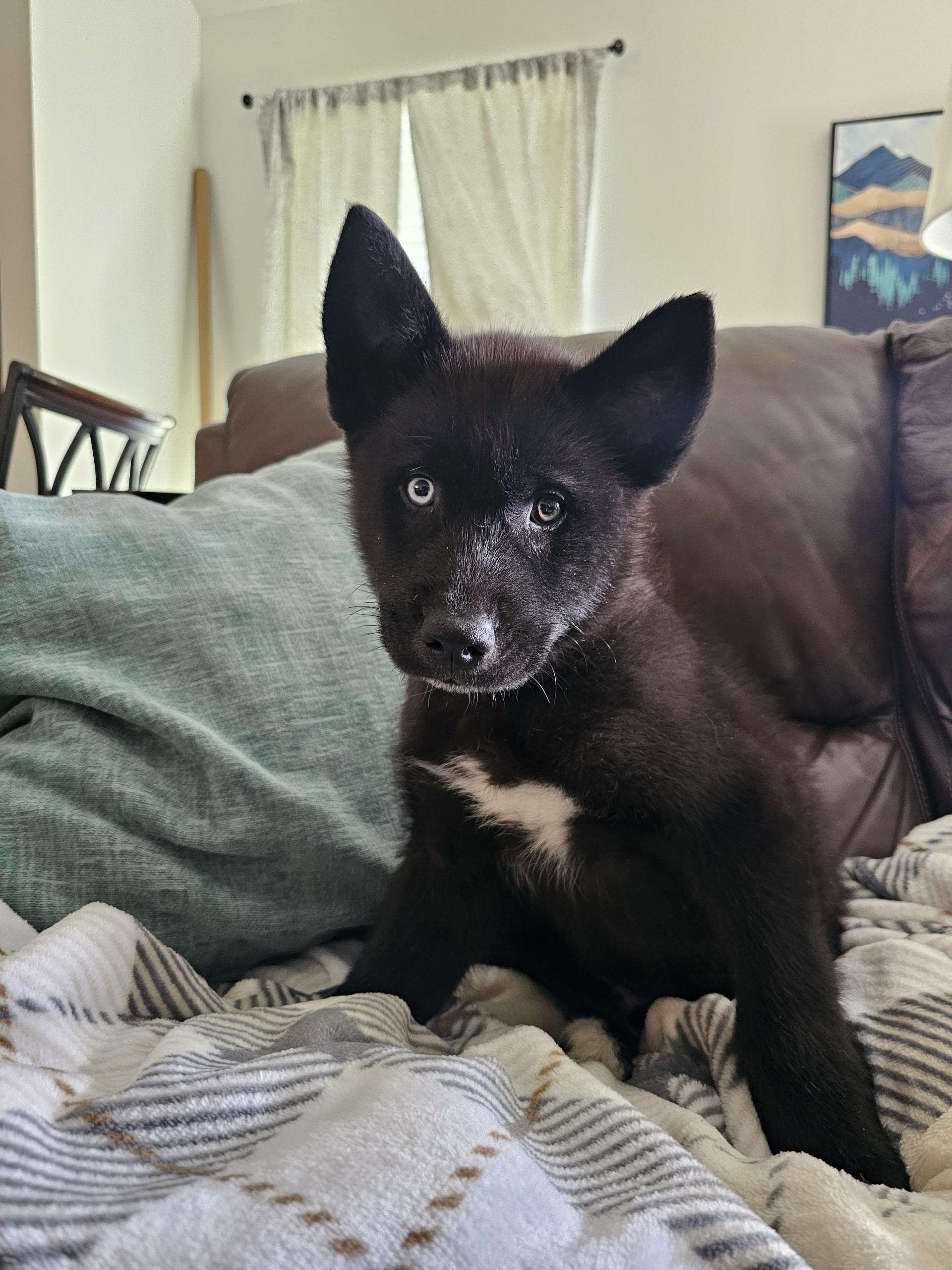Enlarge Denali, an adopted mixed breed in Baker, LA image 3/6