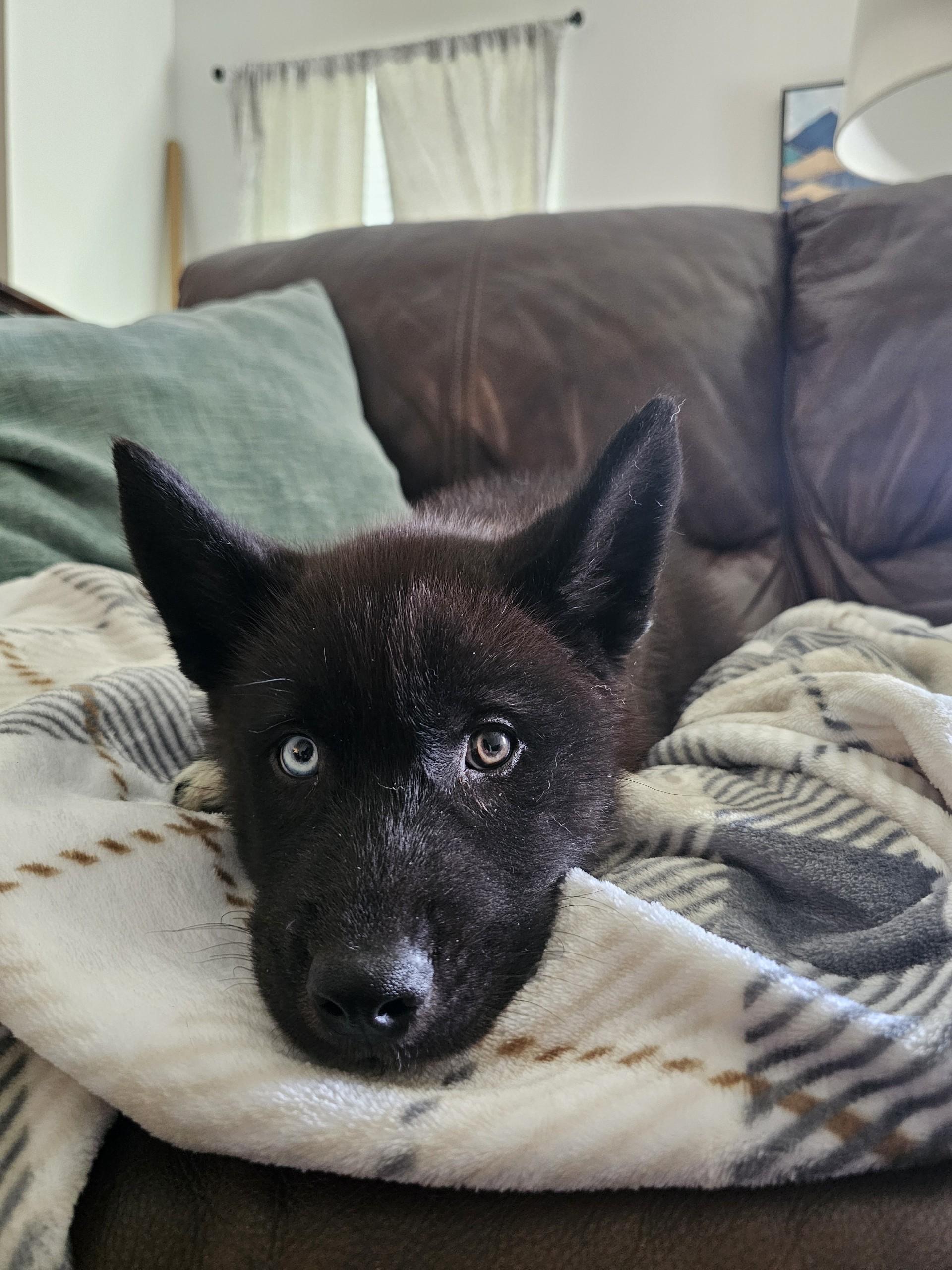 Enlarge Denali, an adopted mixed breed in Baker, LA image 5/6