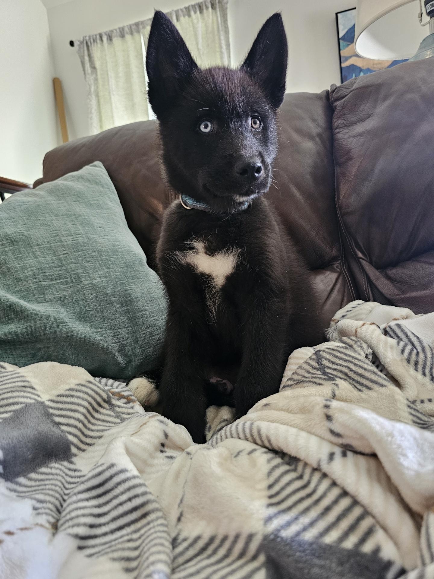 Enlarge Denali, an adopted mixed breed in Baker, LA image 4/6
