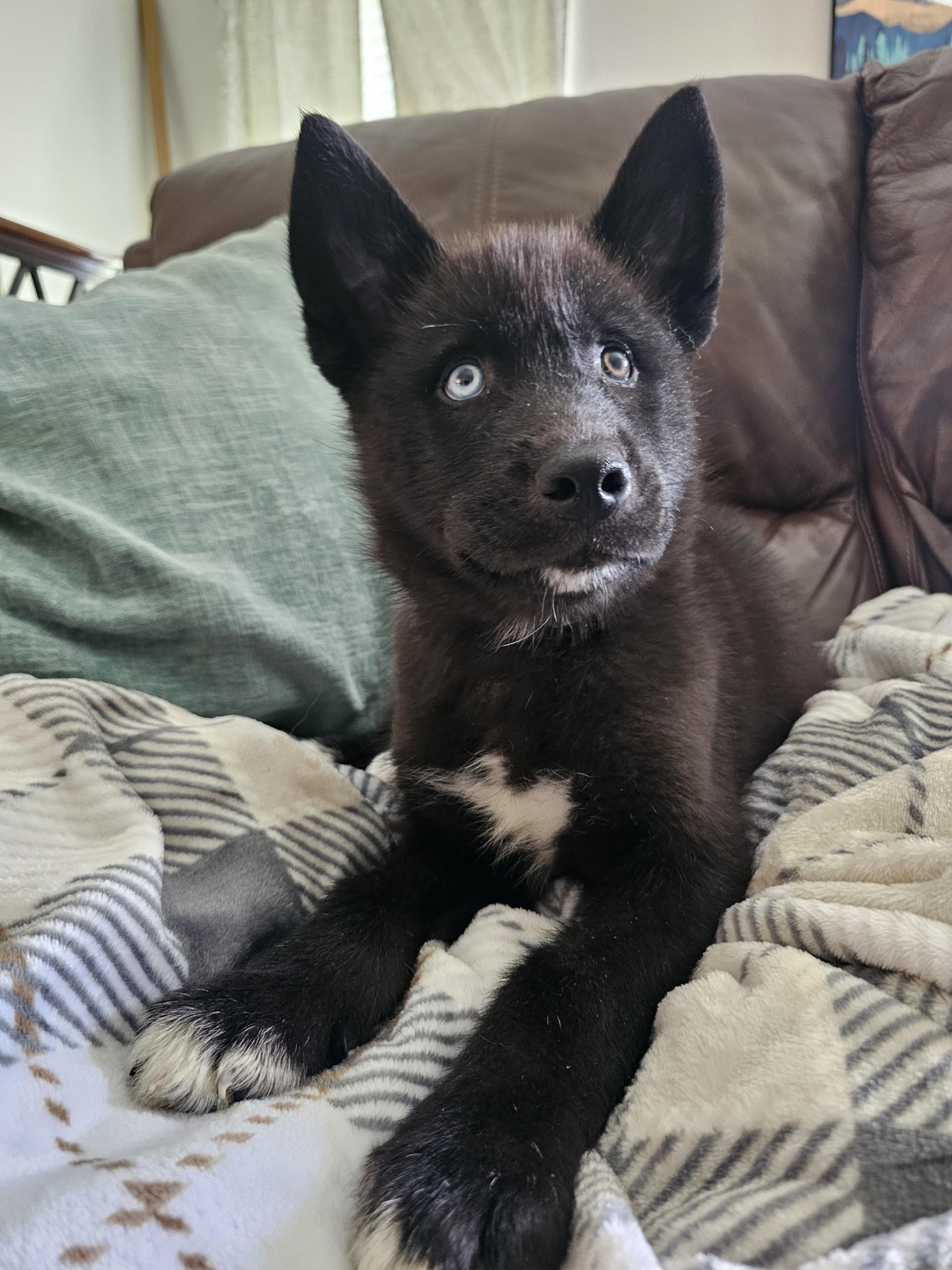 Enlarge Denali, an adopted mixed breed in Baker, LA image 2/6