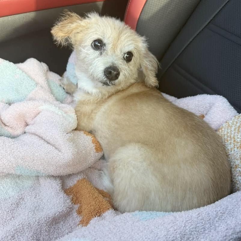 Ms. Kitty, Adoptable, Senior Female Maltese.