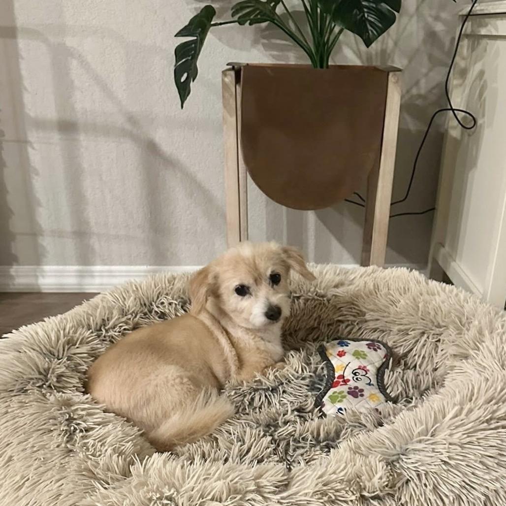 Enlarge Ms. Kitty, a Adoptable Maltese in Conroe, TX image 2/6