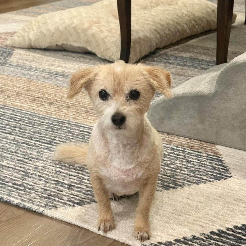 Enlarge Ms. Kitty, a Adoptable Maltese in Conroe, TX image 3/6