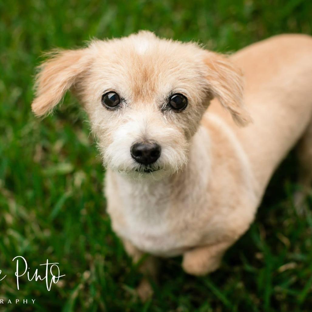 Enlarge Ms. Kitty, a Adoptable Maltese in Conroe, TX image 4/6