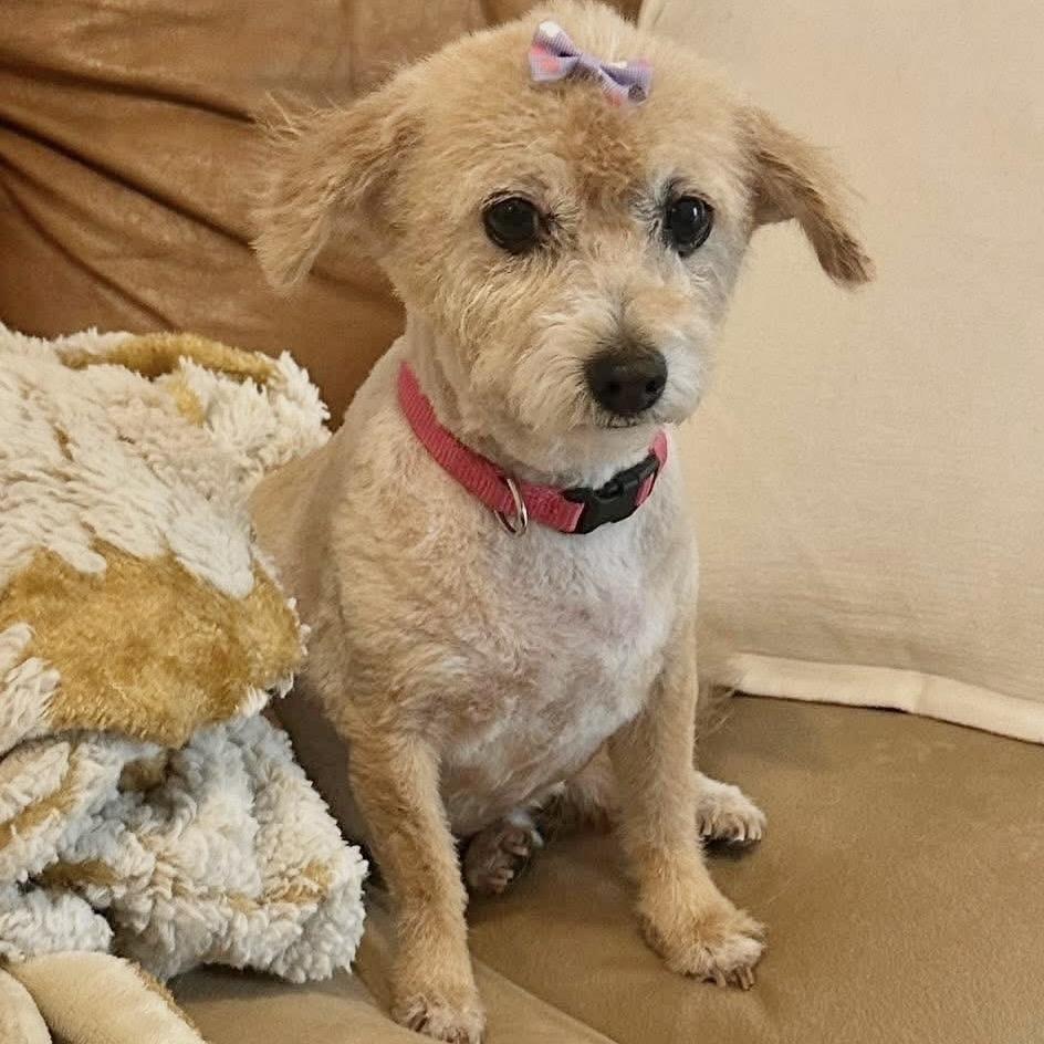 Enlarge Ms. Kitty, a Adoptable Maltese in Conroe, TX image 5/6