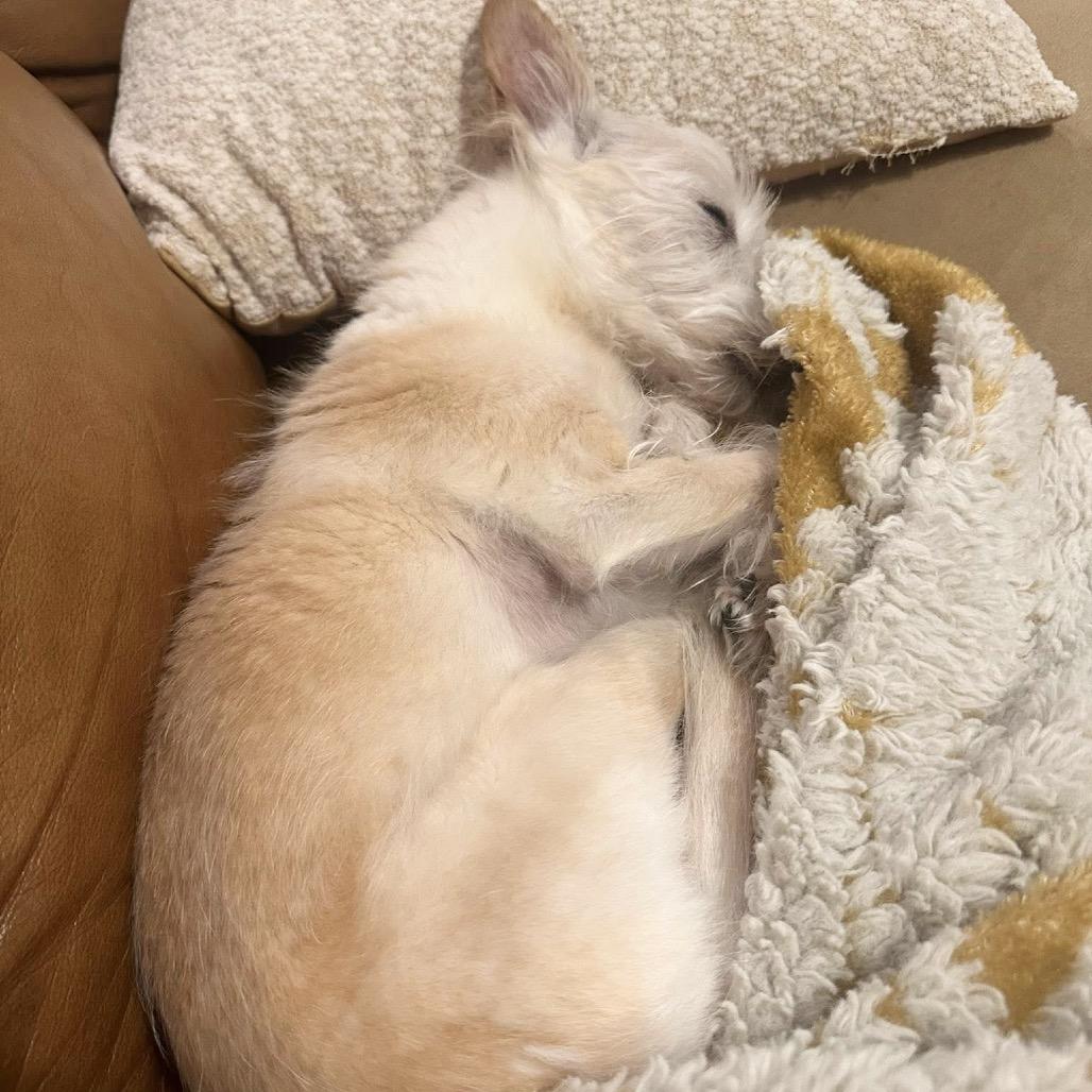 Enlarge Ms. Kitty, a Adoptable Maltese in Conroe, TX image 6/6