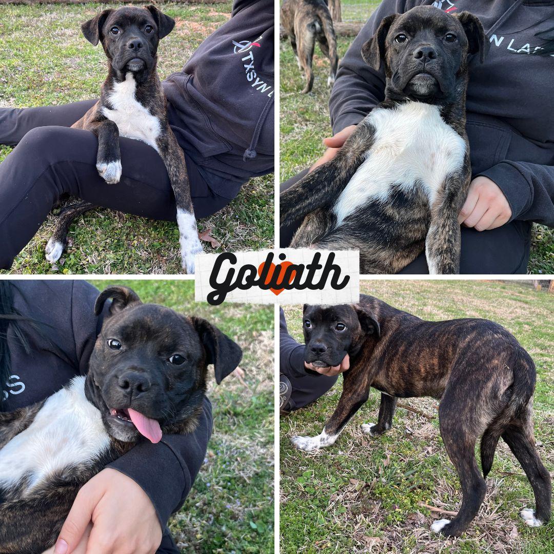 Goliath