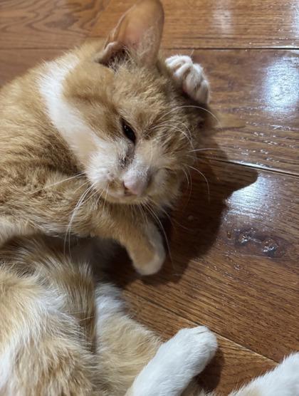 Morris — thumbnail 2