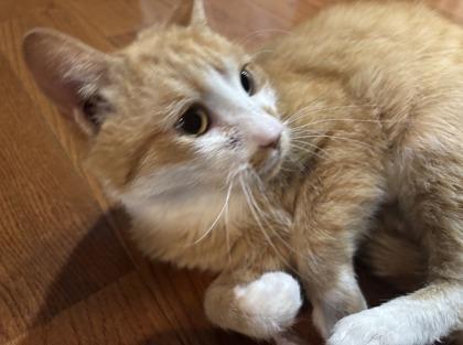 Morris — thumbnail 3