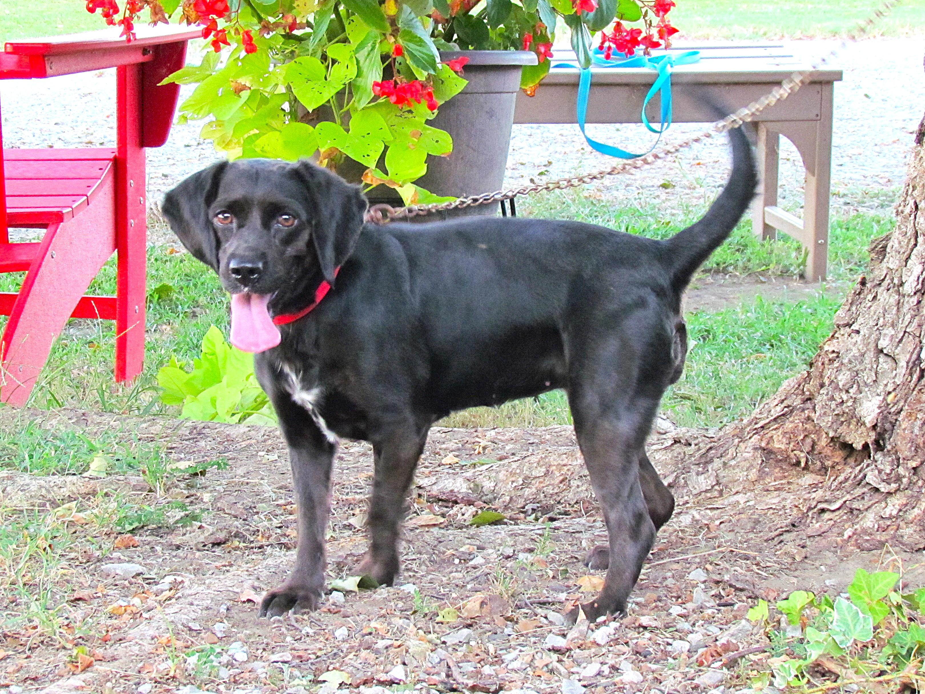 Enlarge Molly Gibson, a Adoptable mixed breed in Medfield, MA image 1/4