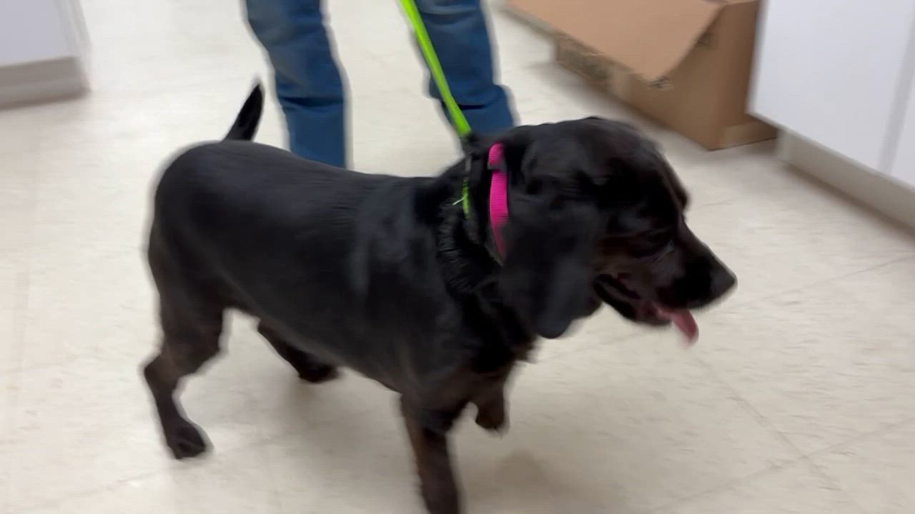 Enlarge Molly Gibson-COME MEET ME!, a Adoptable mixed breed in Medfield, MA video 5/5