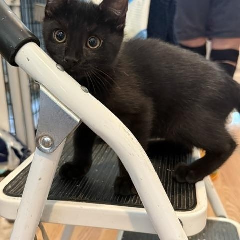 Enlarge FELIX, an adopted Domestic Short Hair in Millerstown, PA image 2/4