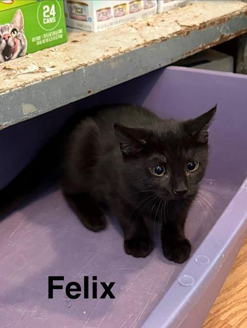Enlarge FELIX, an adopted Domestic Short Hair in Millerstown, PA image 1/4