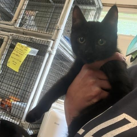 Enlarge FELIX, an adopted Domestic Short Hair in Millerstown, PA image 3/4
