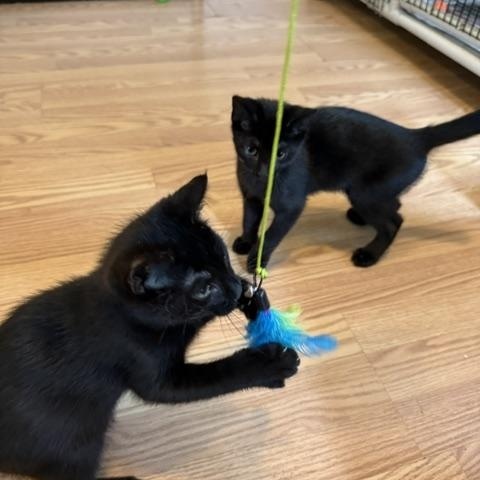 Enlarge FELIX, an adopted Domestic Short Hair in Millerstown, PA image 4/4