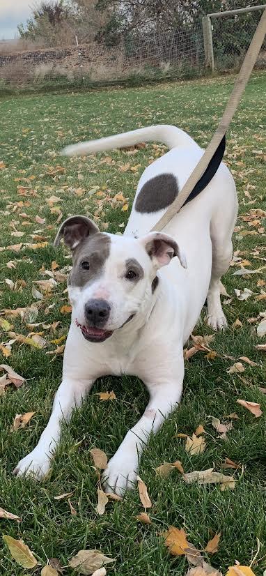 Enlarge Keesha, a Adoptable mixed breed in Seattle, WA image 2/6