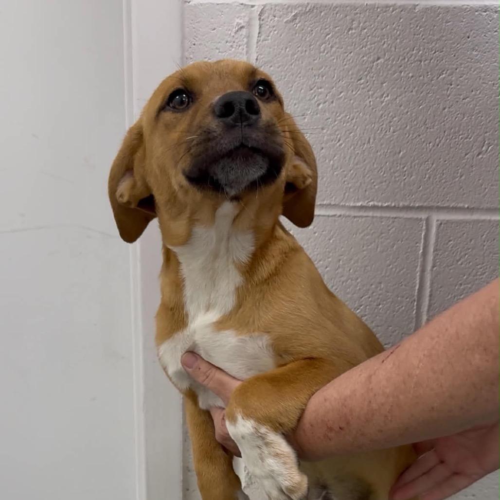 Walnut, Adoptable, Puppy Male Mixed Breed.