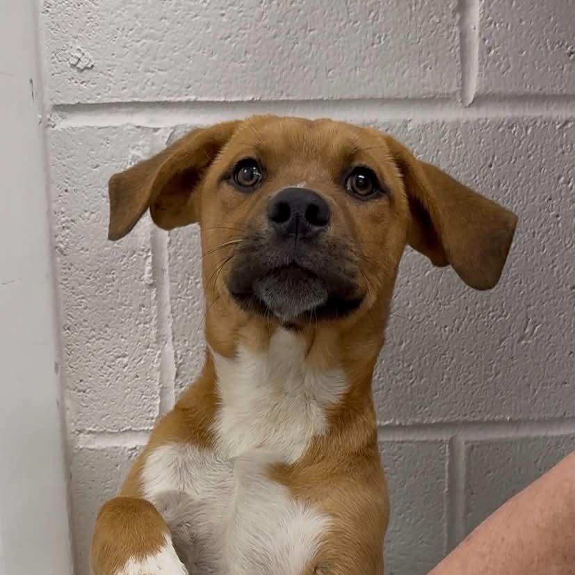 Walnut, a Adoptable Mixed Breed in Walnut Cove, NC image 2/3