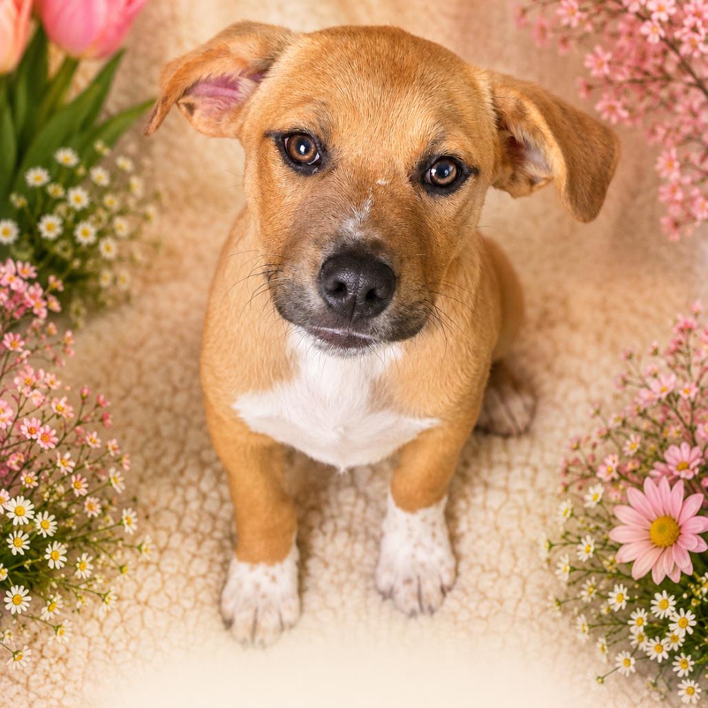 Walnut, a Adoptable Mixed Breed in Walnut Cove, NC image 3/3