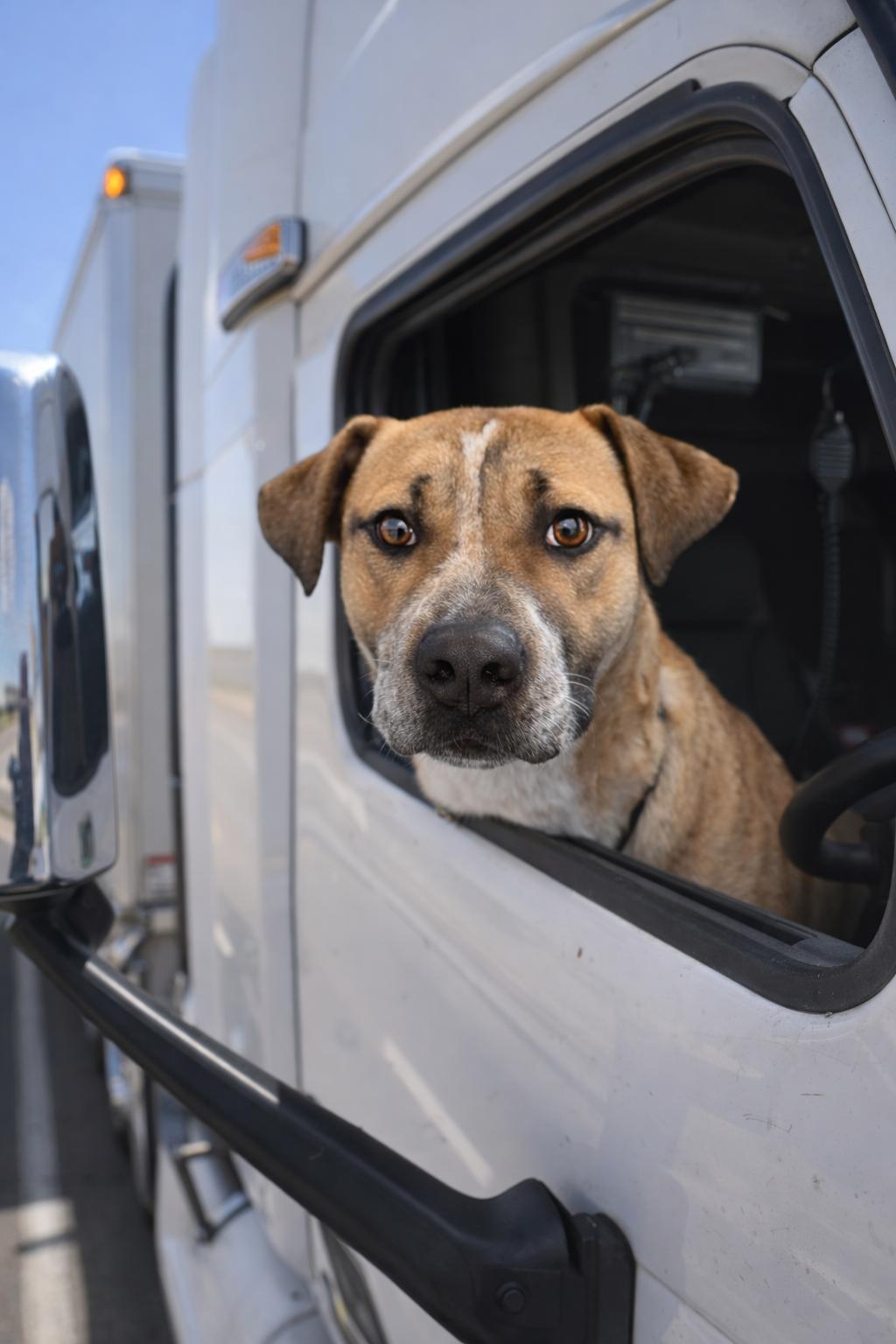 Bunny, ADOPTABLE, Young Female Labrador Retriever & Shepherd.