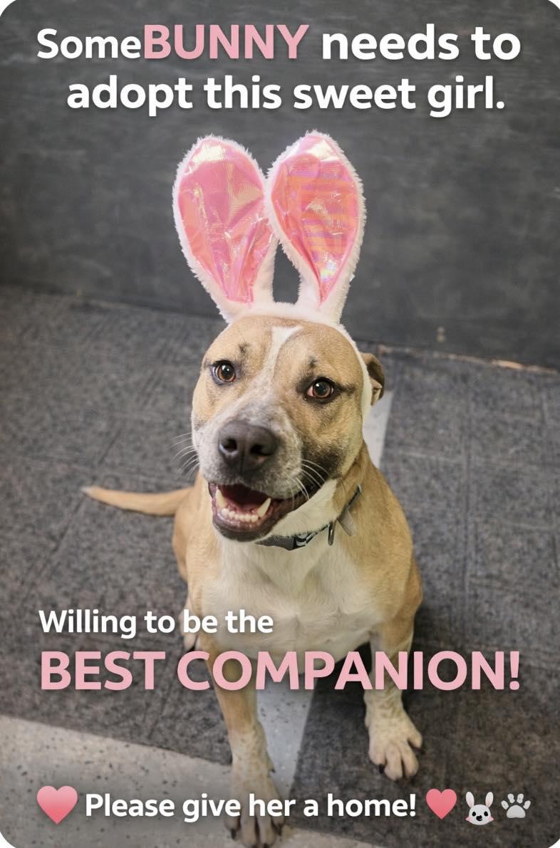 Enlarge Bunny-SPONSORED ADOPTION , a ADOPTABLE mixed breed in Valley City, ND image 3/6