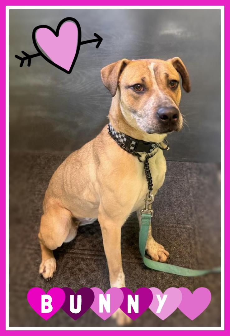 Enlarge Bunny-SPONSORED ADOPTION , a ADOPTABLE mixed breed in Valley City, ND image 2/6