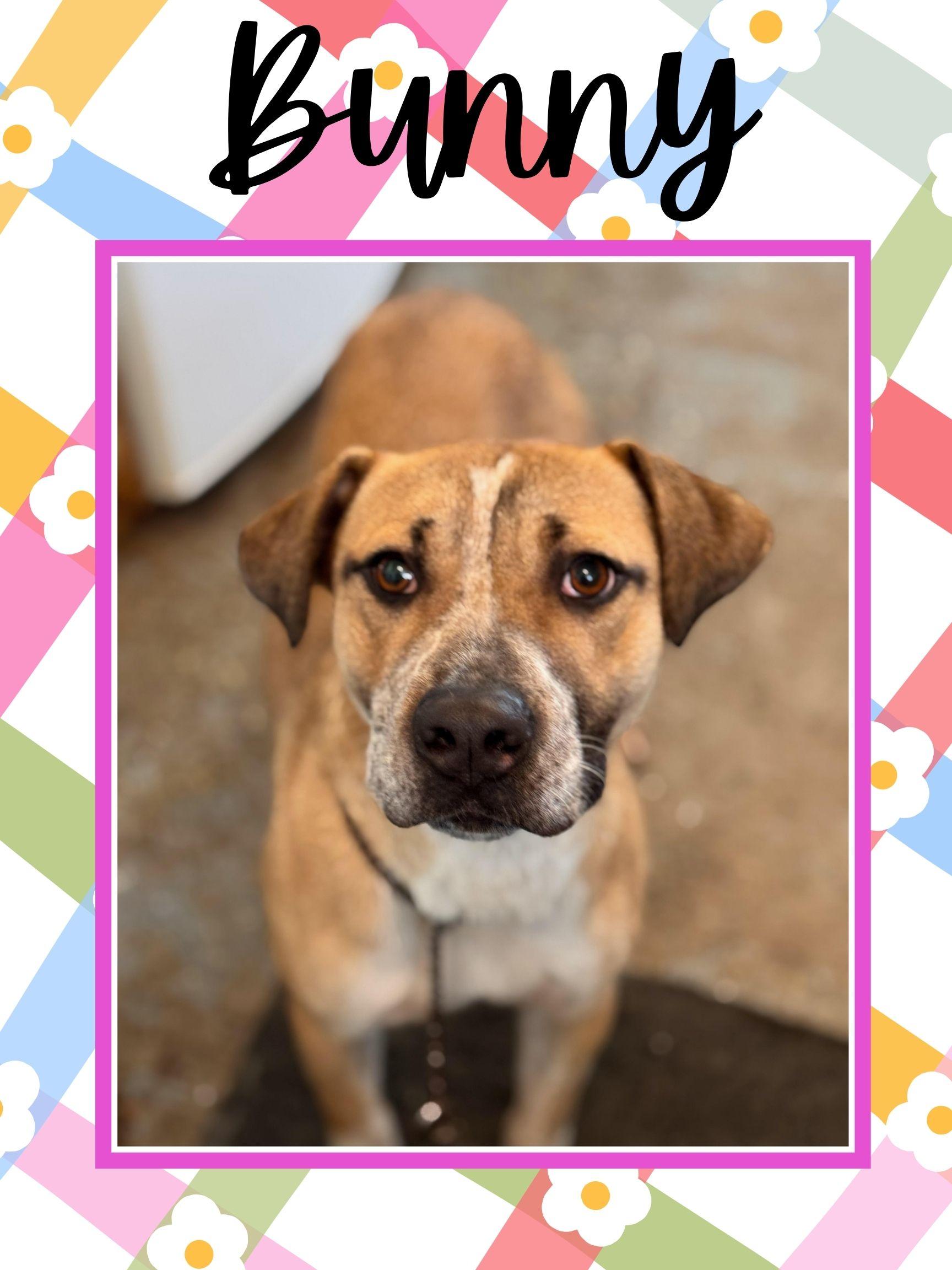 Enlarge Bunny-SPONSORED ADOPTION , a ADOPTABLE mixed breed in Valley City, ND image 5/6