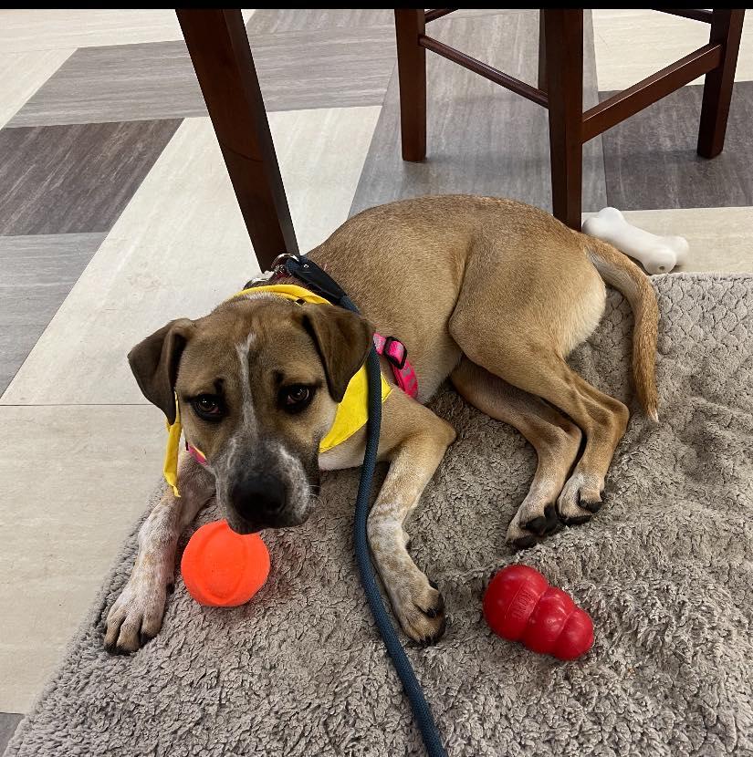 Bunny-SPONSORED ADOPTION , a ADOPTABLE mixed breed in Valley City, ND image 3/3