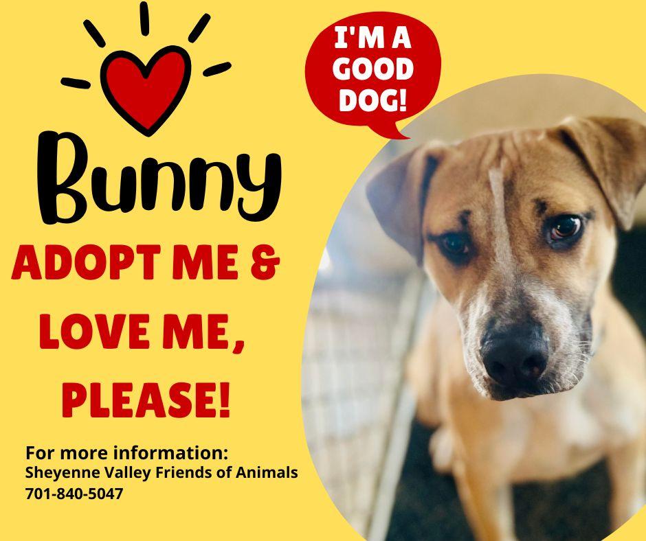 Bunny-SPONSORED ADOPTION , a ADOPTABLE mixed breed in Valley City, ND image 2/3