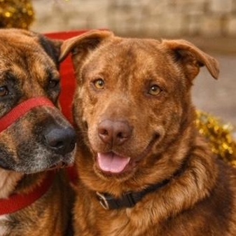 Red, Adoptable, Young Male Pit Bull Terrier & Great Pyrenees.