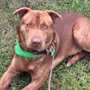 Enlarge Red, a Adoptable mixed breed in Los Angeles, CA image 2/5