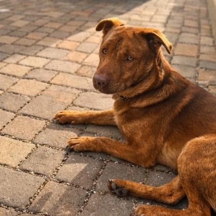Enlarge Red, a Adoptable mixed breed in Los Angeles, CA image 4/5