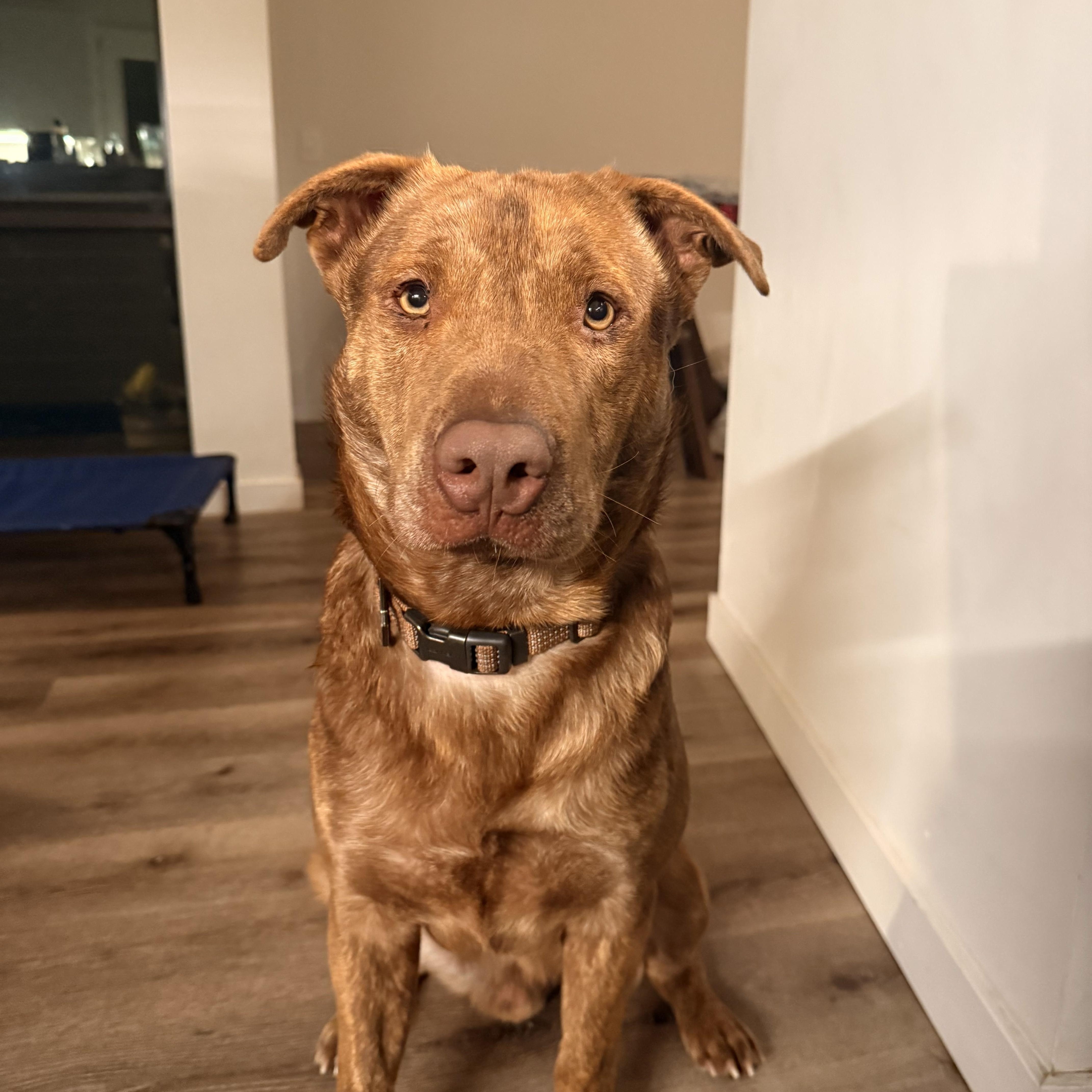 Enlarge Red, a Adoptable mixed breed in Los Angeles, CA image 5/5