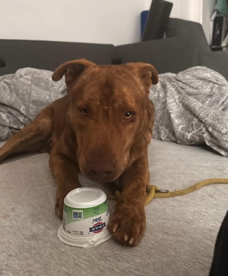 Enlarge Red, a Adoptable mixed breed in Los Angeles, CA image 1/4