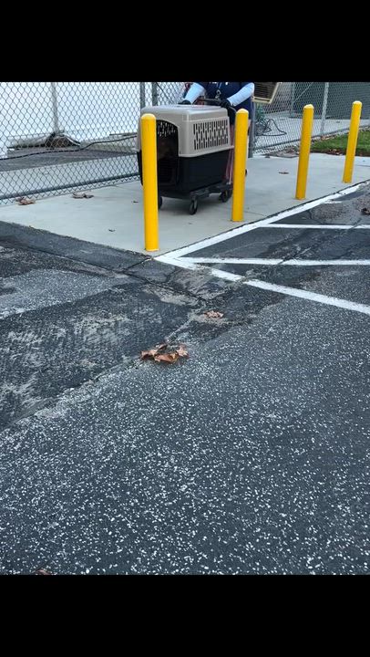 Enlarge Red, a Adoptable mixed breed in Los Angeles, CA video 4/4