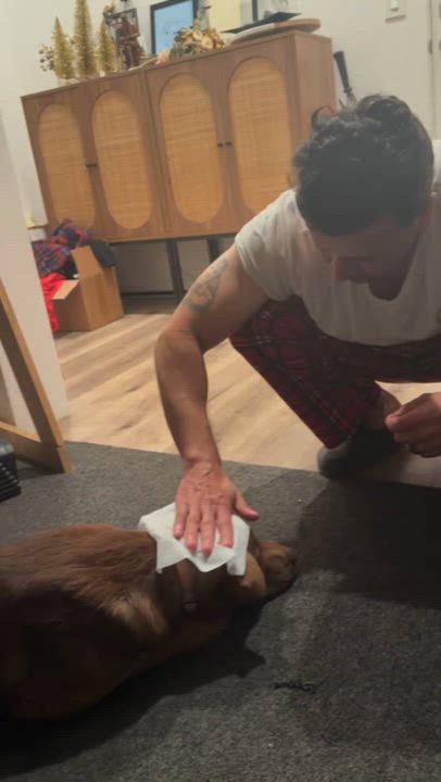 Enlarge Red, a Adoptable mixed breed in Los Angeles, CA video 2/4