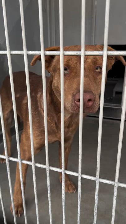 Enlarge Red, a Adoptable mixed breed in Los Angeles, CA video 3/4