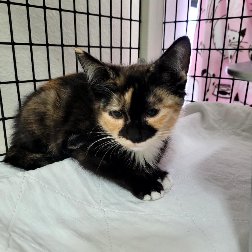 Evie, Adoptable, Kitten Female Domestic Short Hair.
