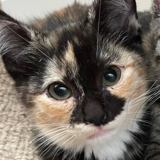 Enlarge Evie, a Adoptable Domestic Short Hair in Allyn, WA image 2/2
