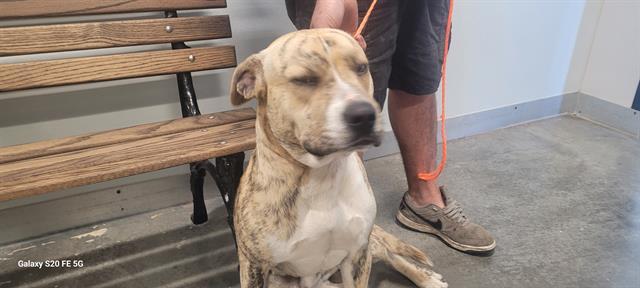 Enlarge CHUCK, a Adoptable mixed breed in Panama City, FL image 1/1