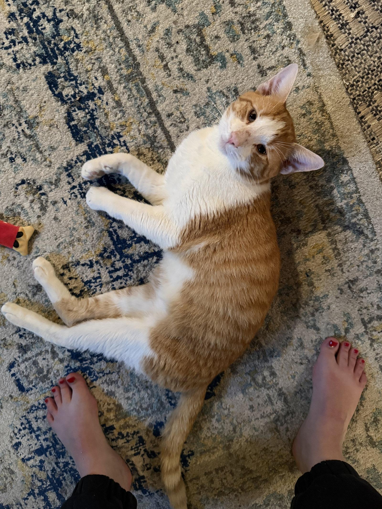 Enlarge Captain Cook, a Adopted Domestic Short Hair in Dublin, OH image 1/3
