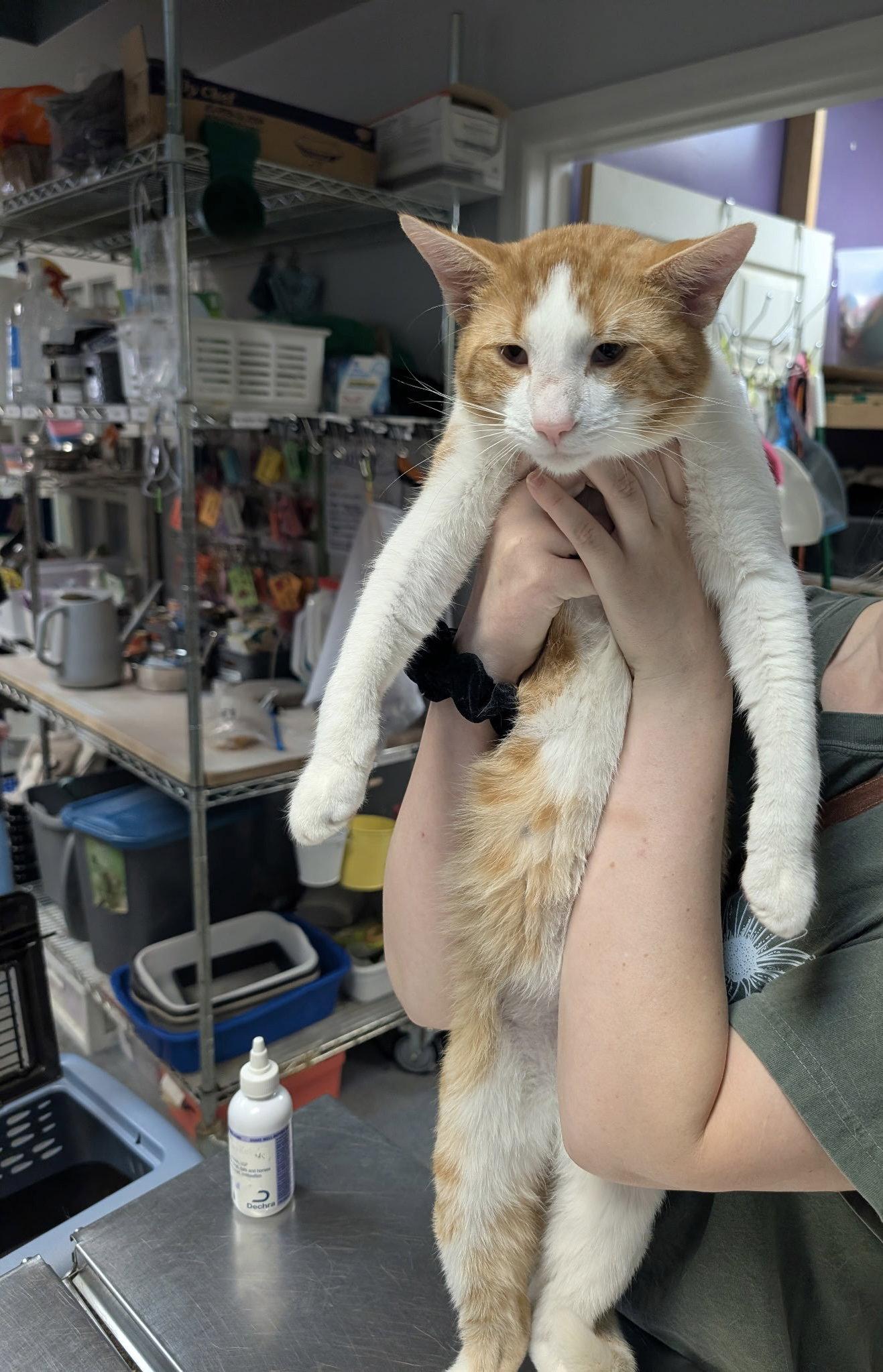 Enlarge Captain Cook, a Adopted Domestic Short Hair in Dublin, OH image 2/3