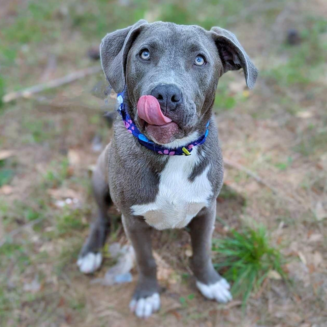 Enlarge Mouse, a Adoptable mixed breed in Helena, AL image 3/3