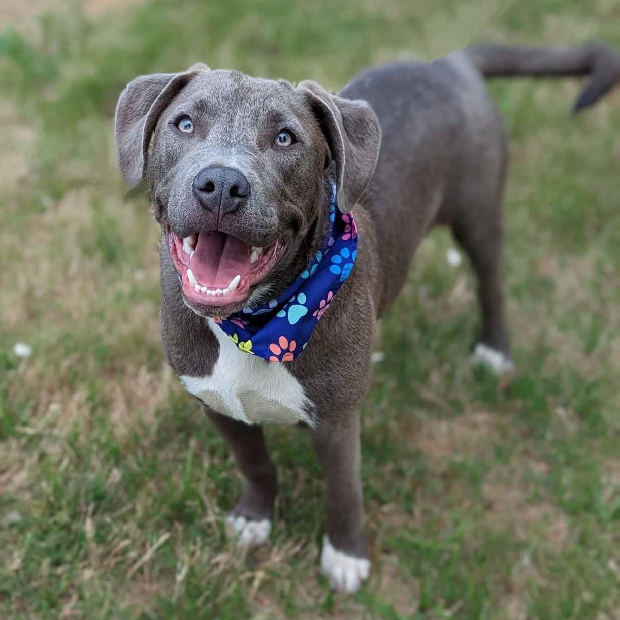 Enlarge Mouse, a Adoptable mixed breed in Helena, AL image 2/3