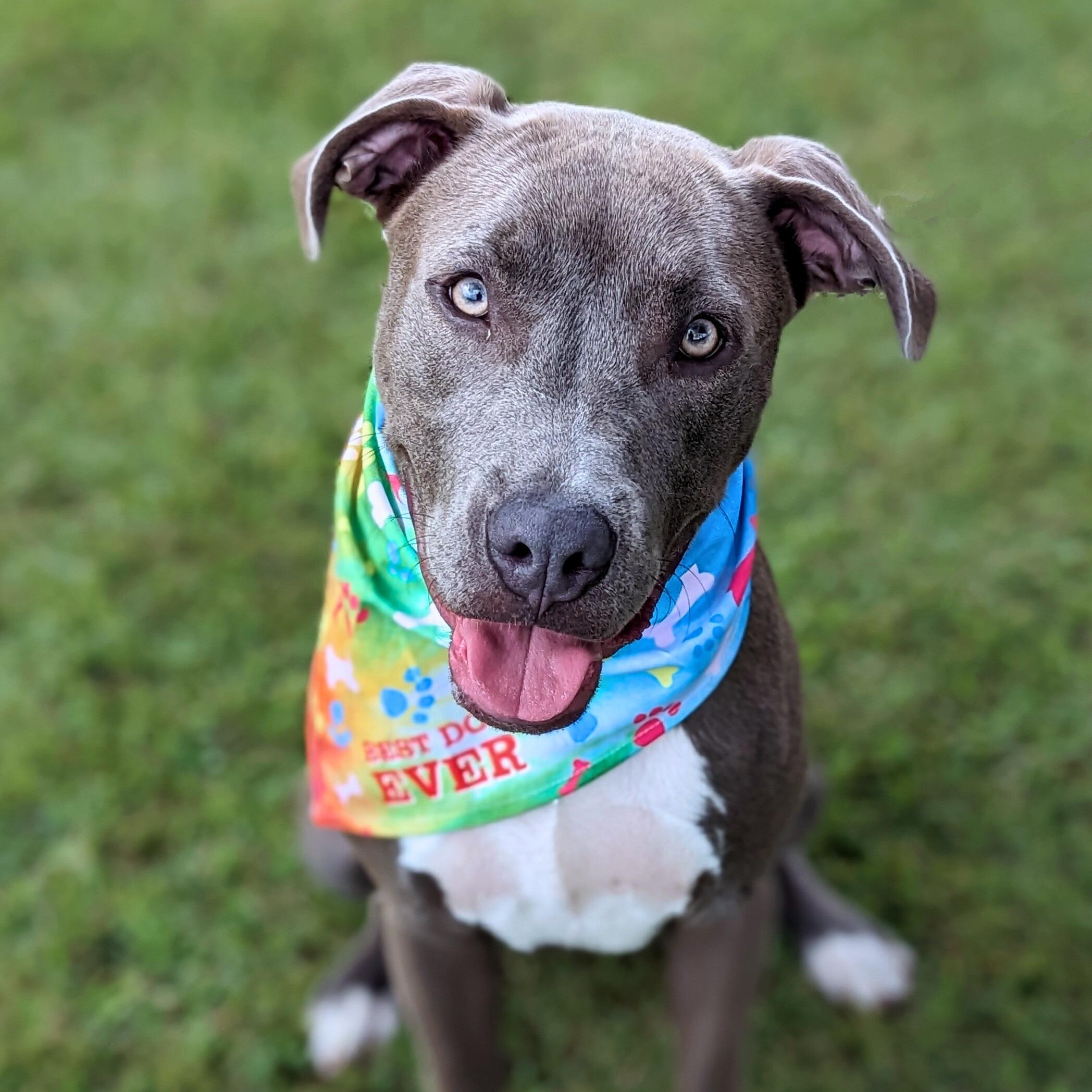 Mouse, Adoptable, Puppy Male Pit Bull Terrier.