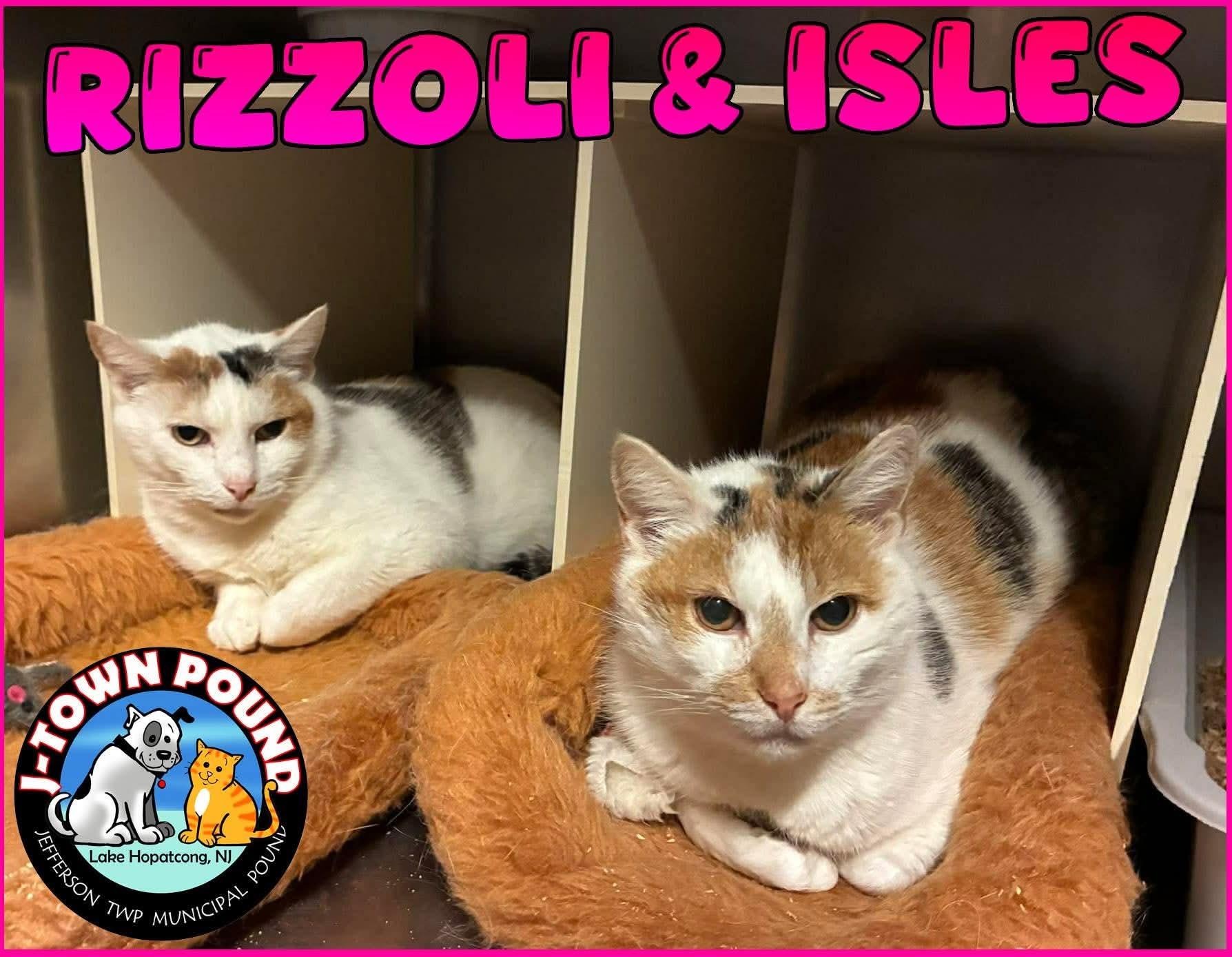 Rizzoli & Isles, bonded snugglebugs, ADOPTABLE, Senior Female Domestic Short Hair.