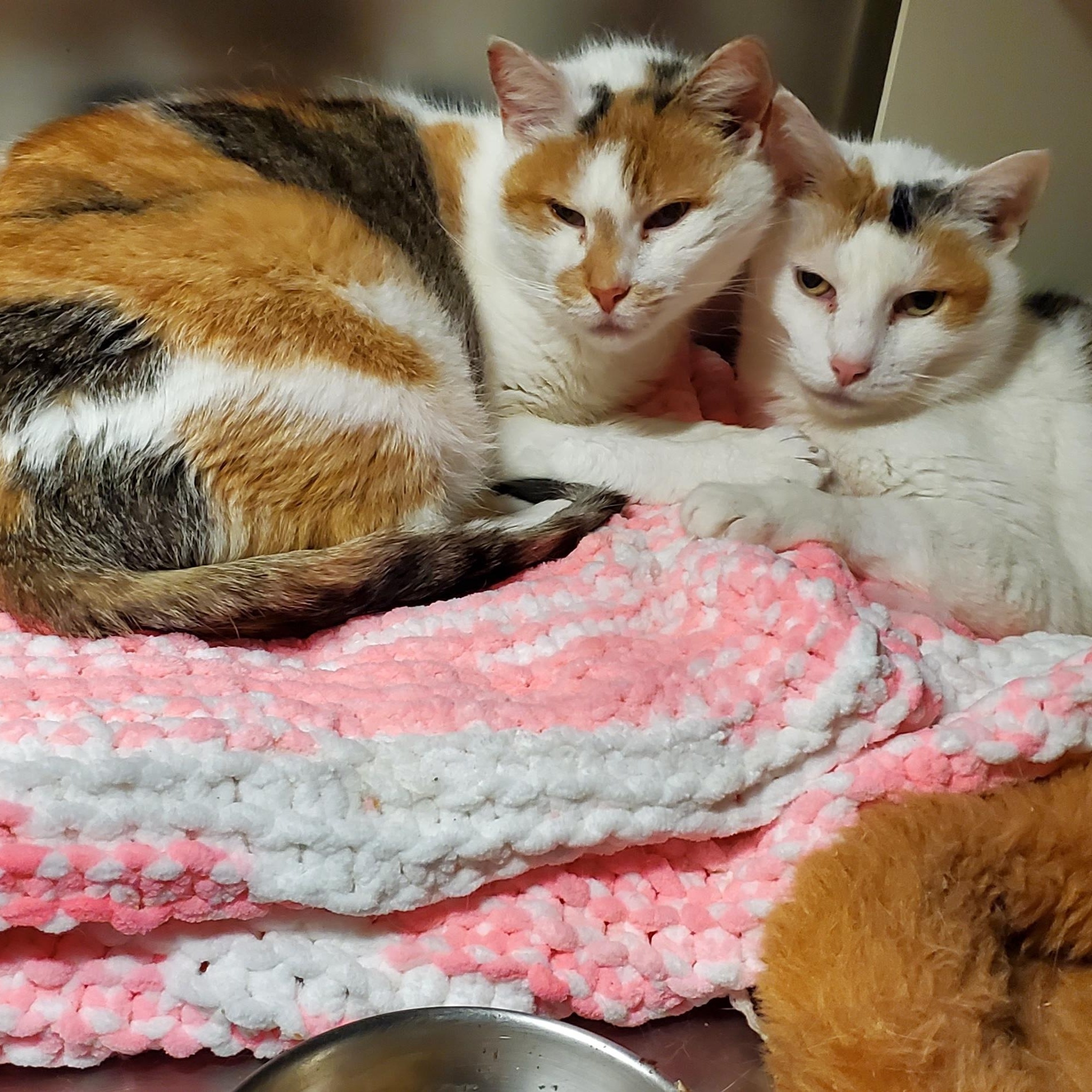 Rizzoli & Isles, bonded snugglebugs, a ADOPTABLE Domestic Short Hair in Lake Hopatcong, NJ image 4/5