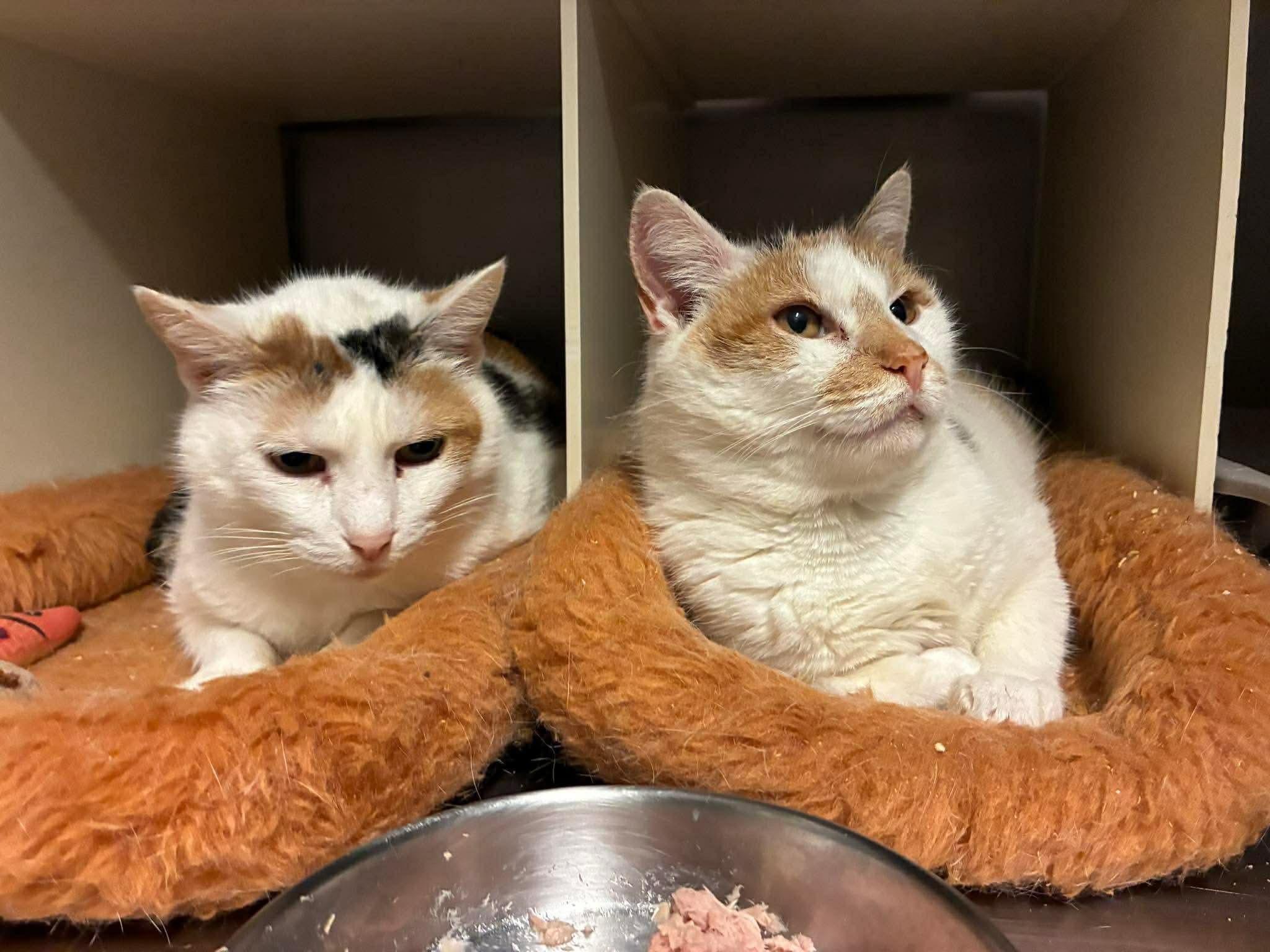 Rizzoli & Isles, bonded snugglebugs, a ADOPTABLE Domestic Short Hair in Lake Hopatcong, NJ image 2/5