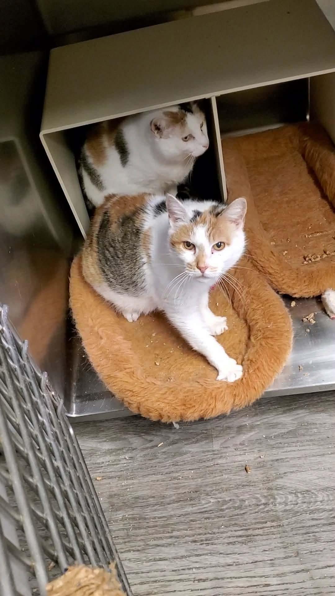 Rizzoli & Isles, bonded snugglebugs, a ADOPTABLE Domestic Short Hair in Lake Hopatcong, NJ image 5/5